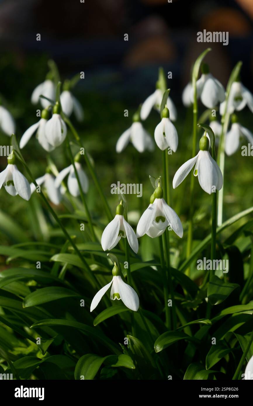 Fiori di neve, Galanthus nivalis, primo piano. Bellissimi fiori bianchi di neve nel giardino in una giornata di primavera assolata Foto Stock