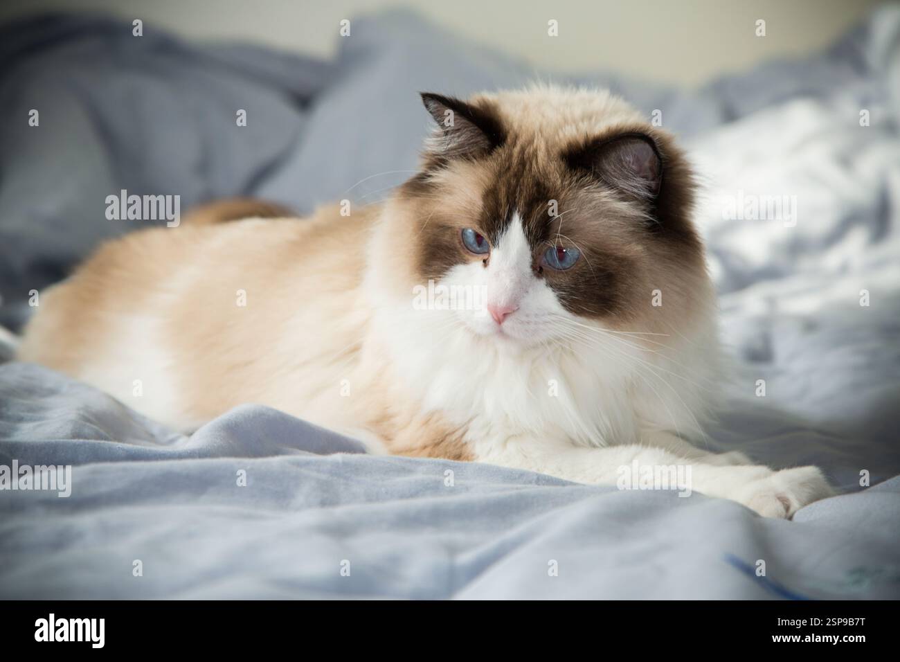 Ritratto di un gatto domestico carino, razza Ragdoll. Foto Stock