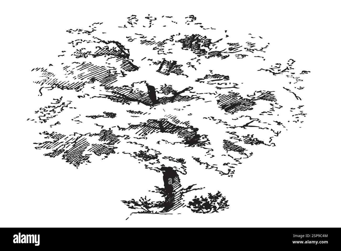 : Immagine delle illustrazioni vettoriali di disegno ad albero, utilizzata nel lavoro. Illustrazione Vettoriale