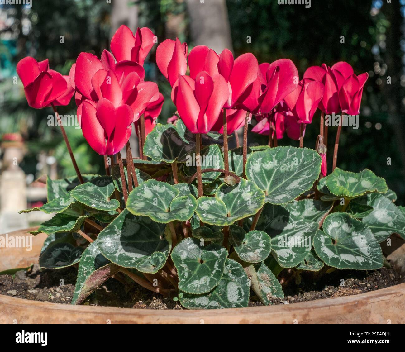 Piante di ciclamino rosso in vaso al Giardino Botanico di Catania, Sicilia, Italia. Foto Stock