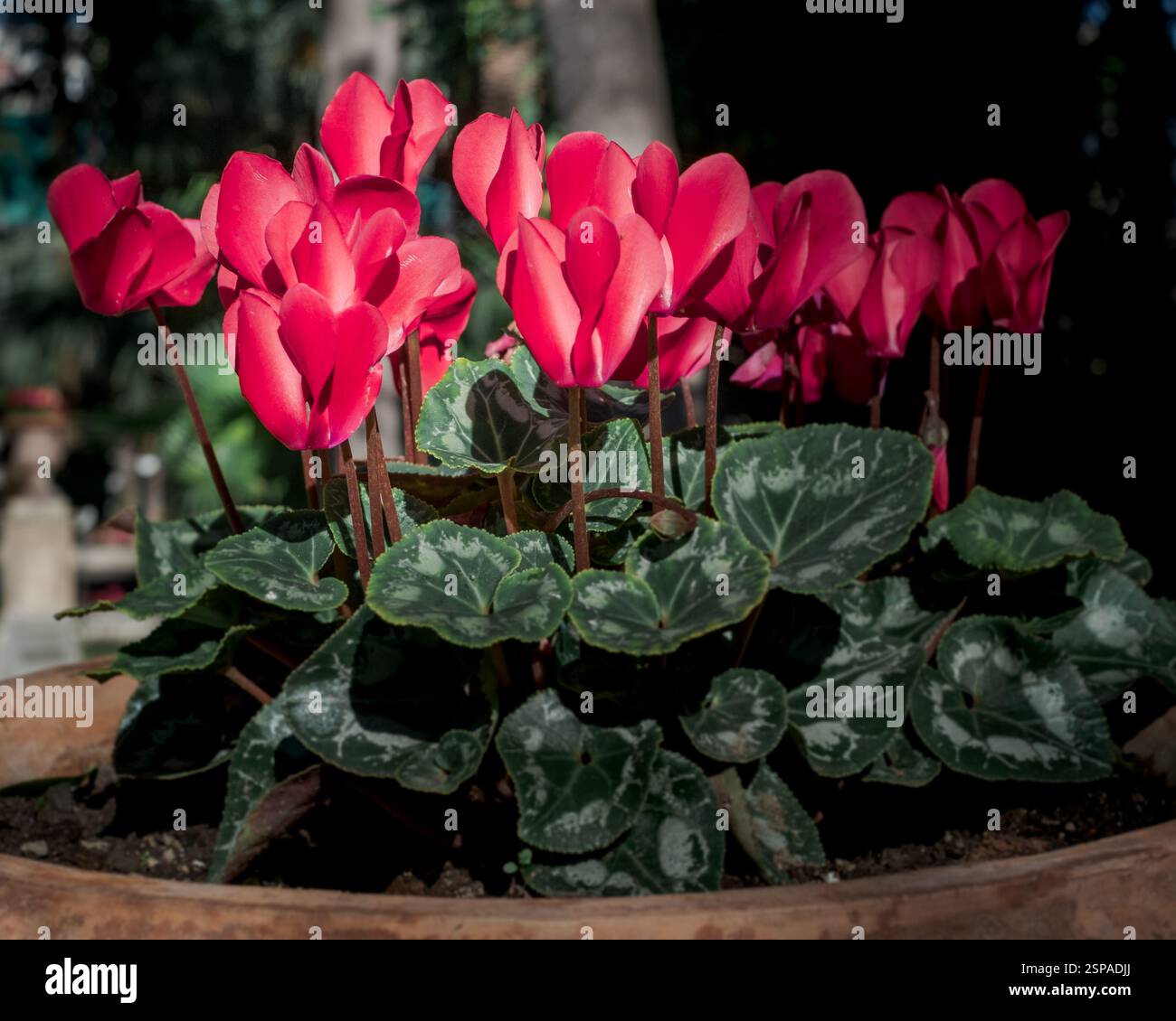 Piante di ciclamino rosso in vaso al Giardino Botanico di Catania, Sicilia, Italia. Foto Stock