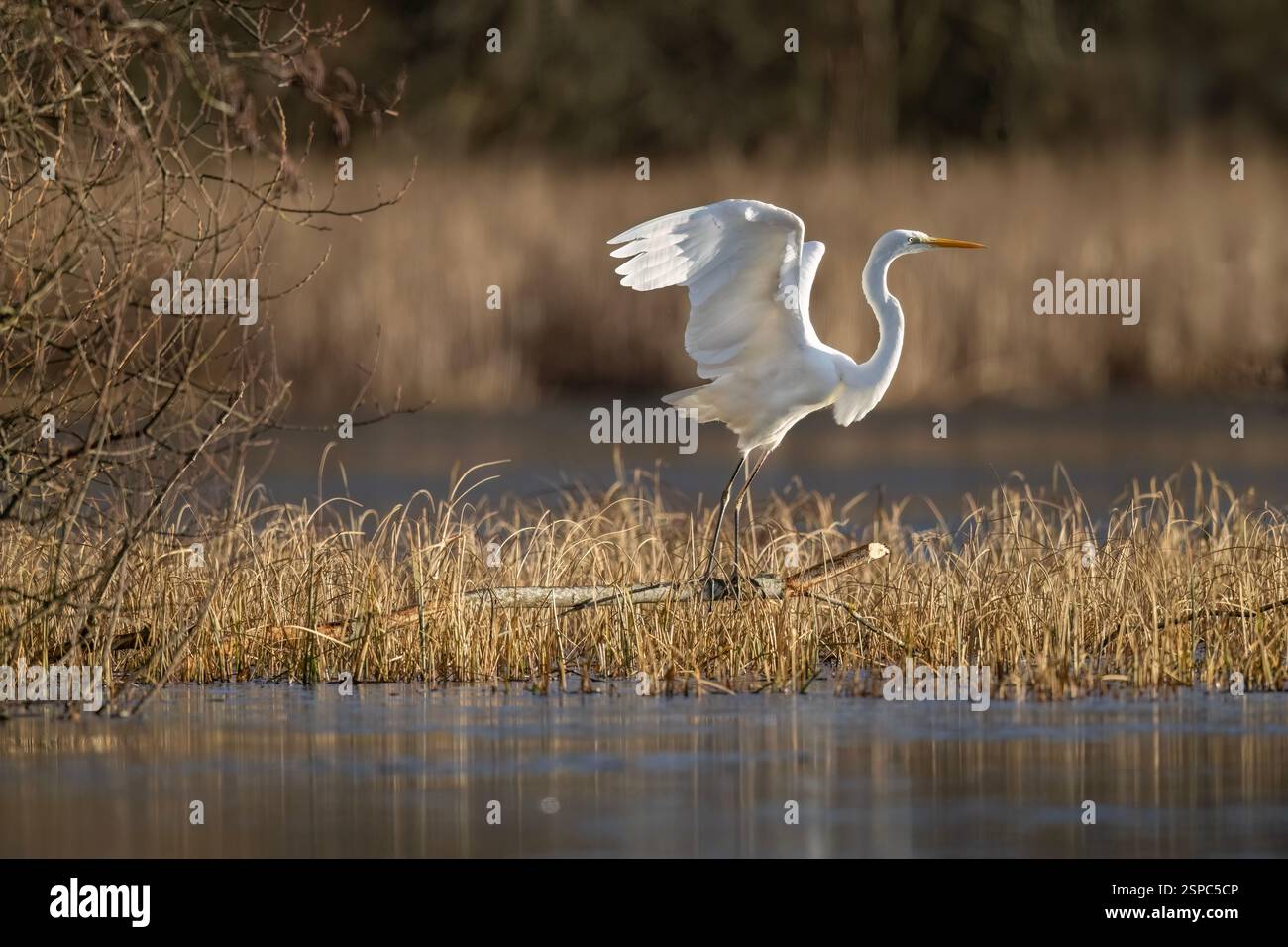 Grande egretta bianca che vola sopra un lago Foto Stock