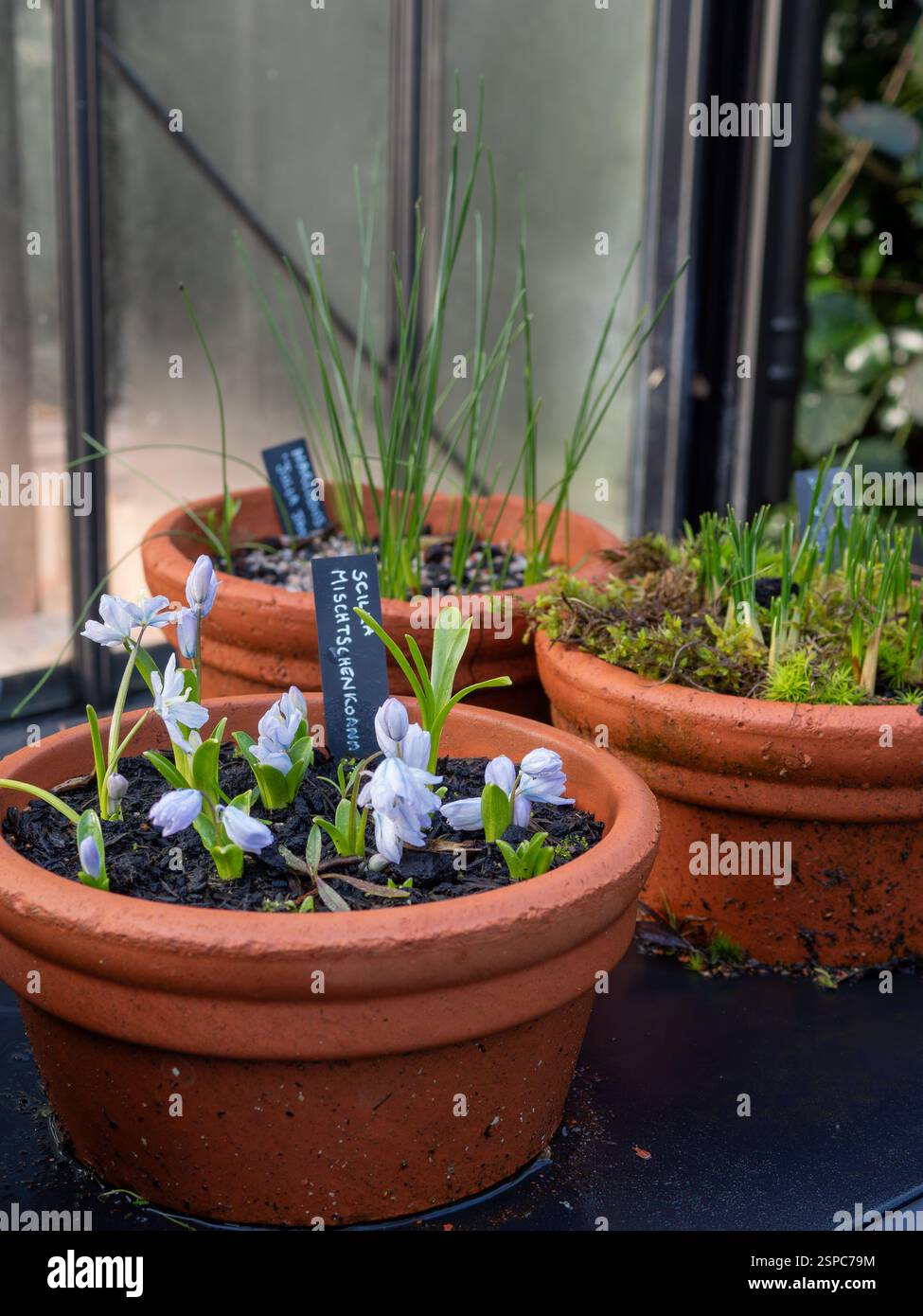 Piccole pentole di terracotta in una serra in inverno, un'etichetta che mostra i fiori di uno come Scilla mischtschenkoana (squill bianco) Foto Stock