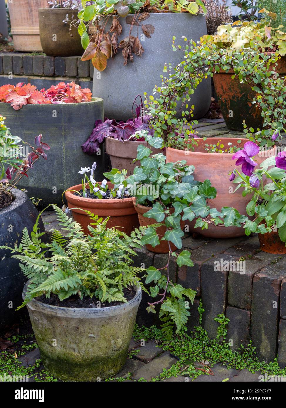 Pentole invernali in un giardino tradizionale informale dall'aspetto rustico, selvaggio e colorato. Le piante includono edera, felce sempreverdi, pansia, muehlenbeckia ed heuchera Foto Stock