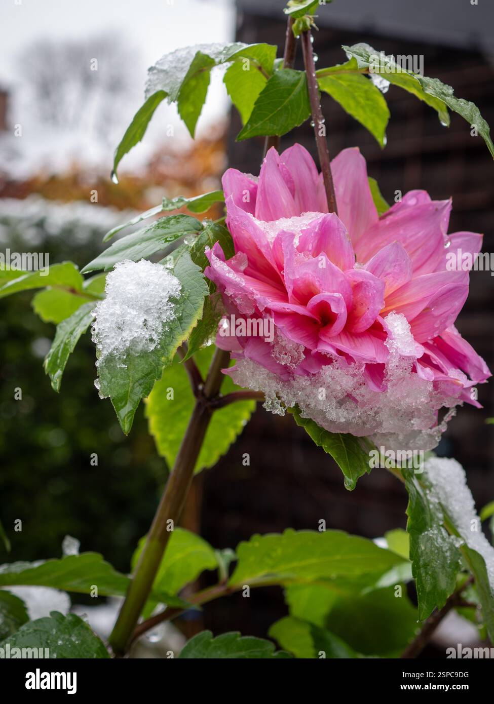 Primo piano di un fiore di dahlia rotto dalla neve e dal gelo alla fine della stagione - cosa succede a una pianta tenera nel tardo autunno quando il tempo cambia Foto Stock