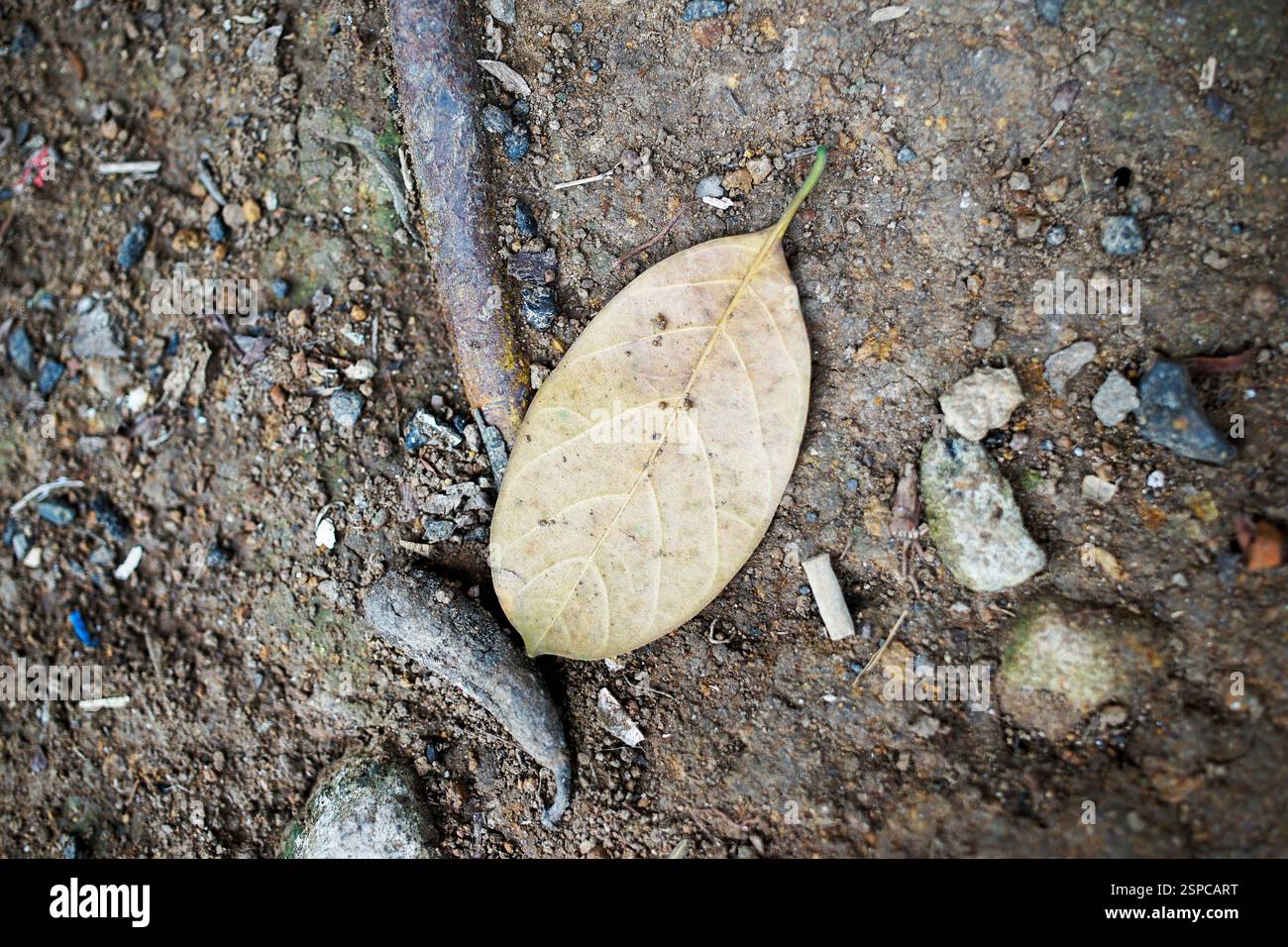 fondo di foglie asciutte e terreno Foto Stock
