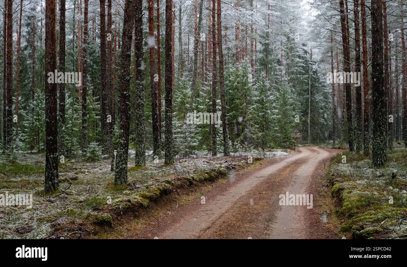 Una bella pista forestale curva che attraversa verdi pinete durante le forti nevicate Foto Stock