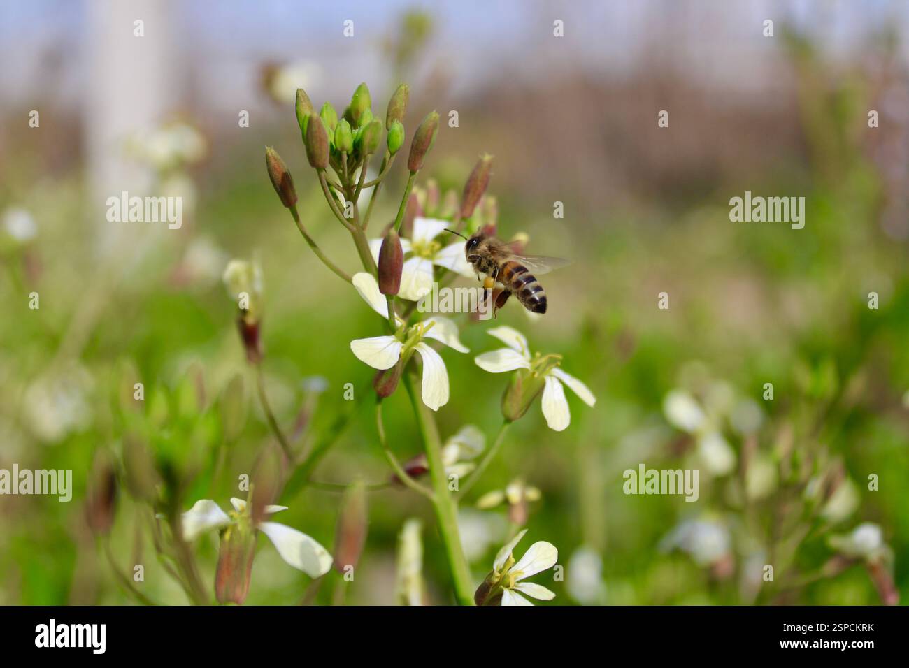Un'ape con polline dorato aggrappato alle sue gambe si libra vicino a un fiore, pronto ad atterrare. Un momento delicato del processo di impollinazione della natura catturato da vicino. Foto Stock