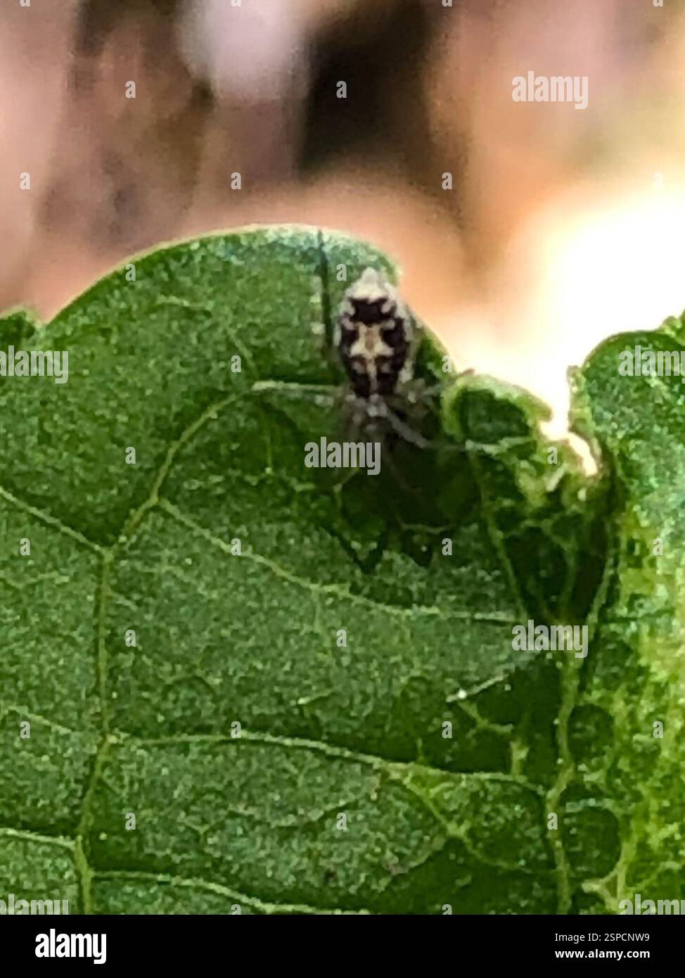 Ragni (Araneae), Arachnida, Emory University, Decatur, GA, NOI Foto Stock