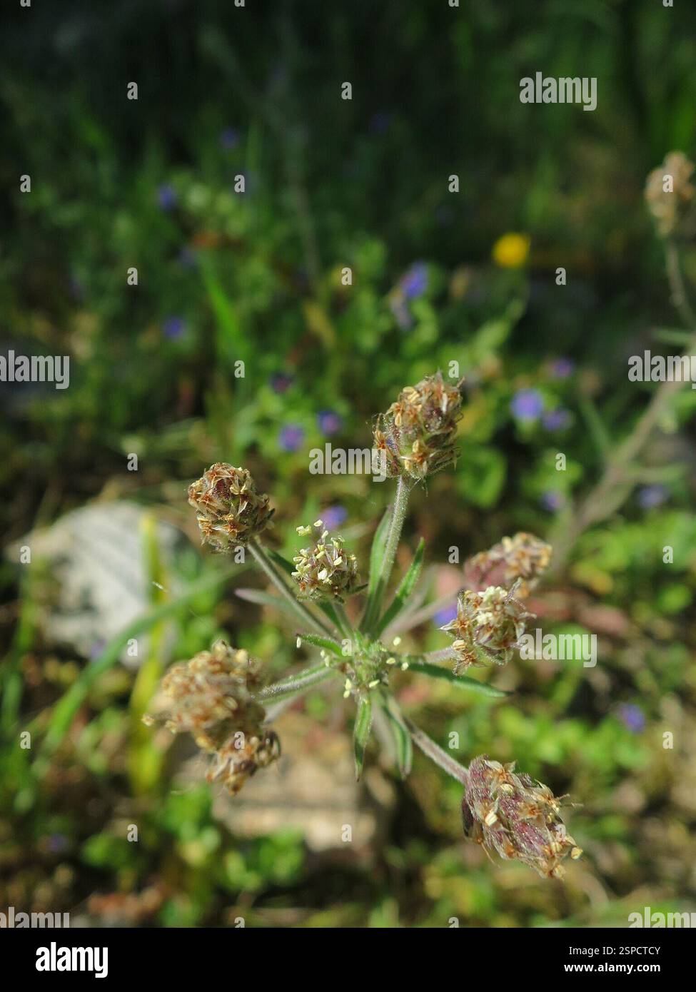 Piano Glandolare (Plantago afra), Plantae, Alcabideche, Portogallo Foto Stock