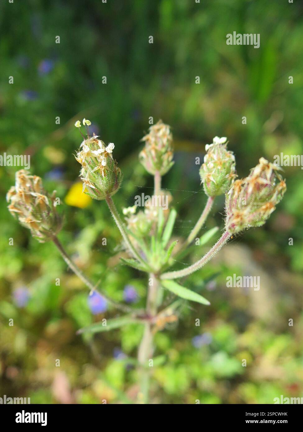 Piano Glandolare (Plantago afra), Plantae, Alcabideche, Portogallo Foto Stock