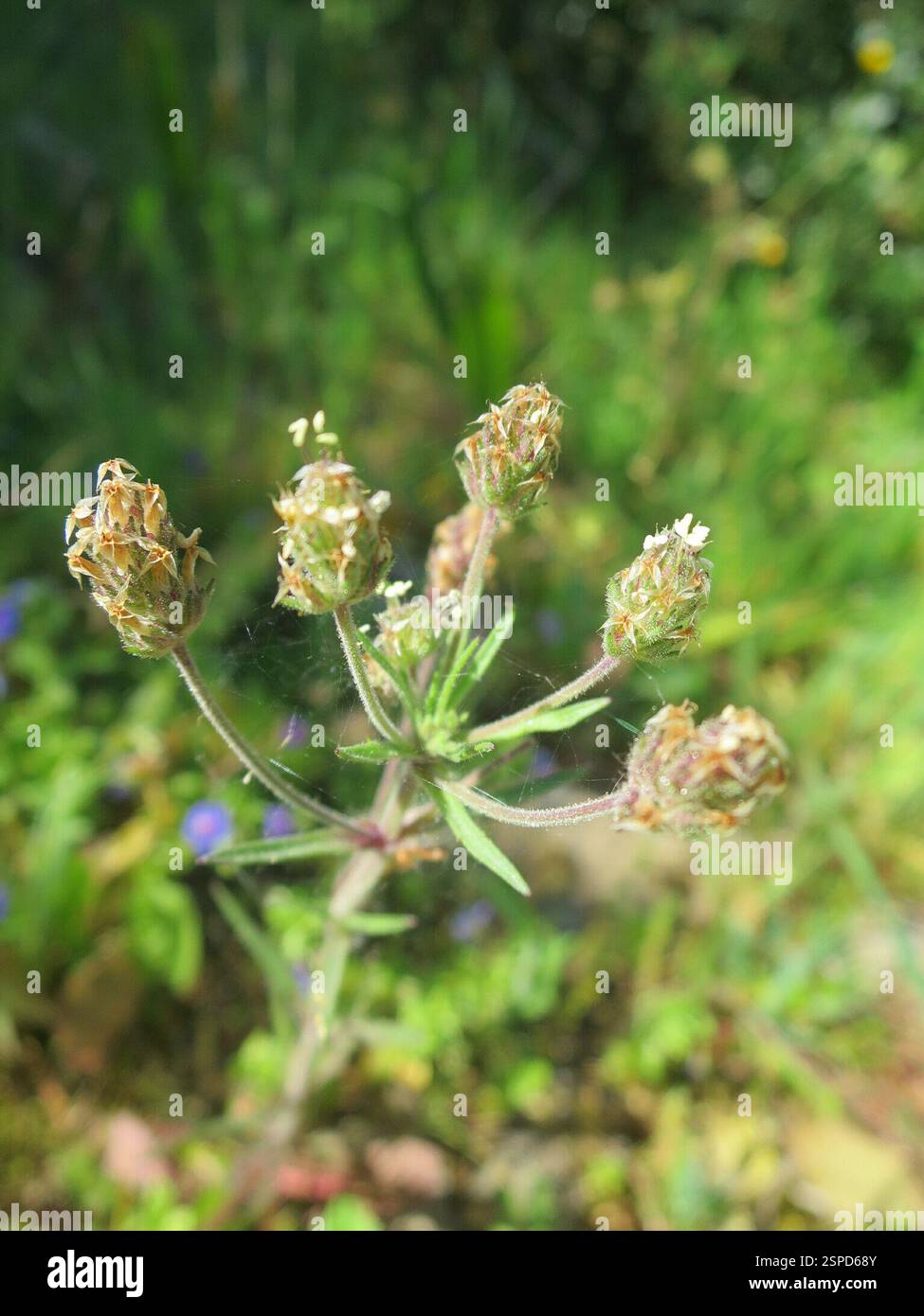 Piano Glandolare (Plantago afra), Plantae, Alcabideche, Portogallo Foto Stock