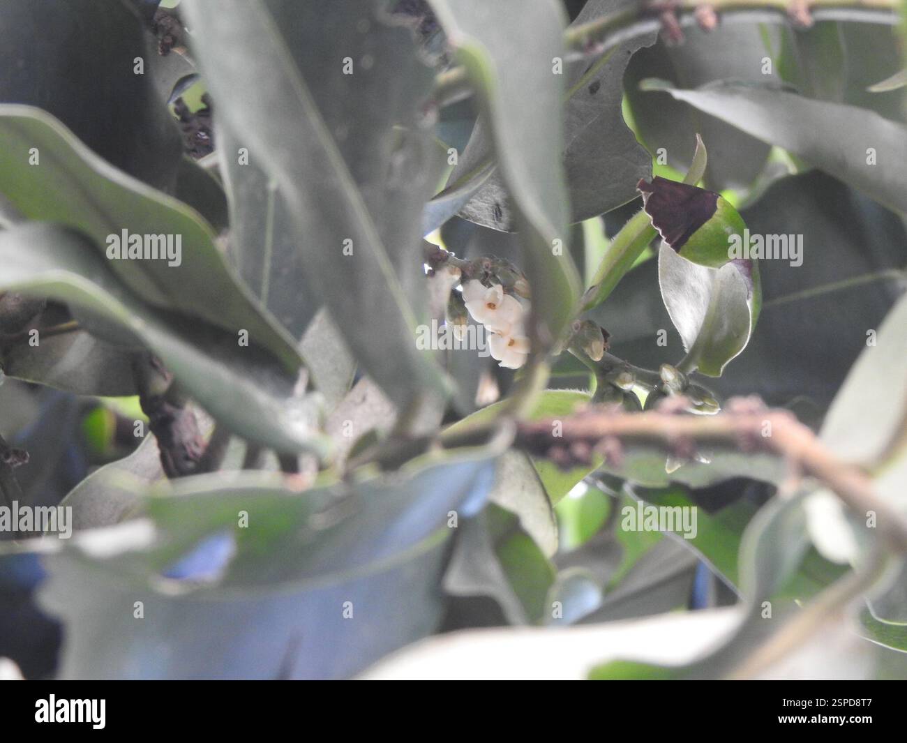 Frutta al burro (Diospyros blancoi), Plantae, Taitung, TW-TA, TW Foto Stock