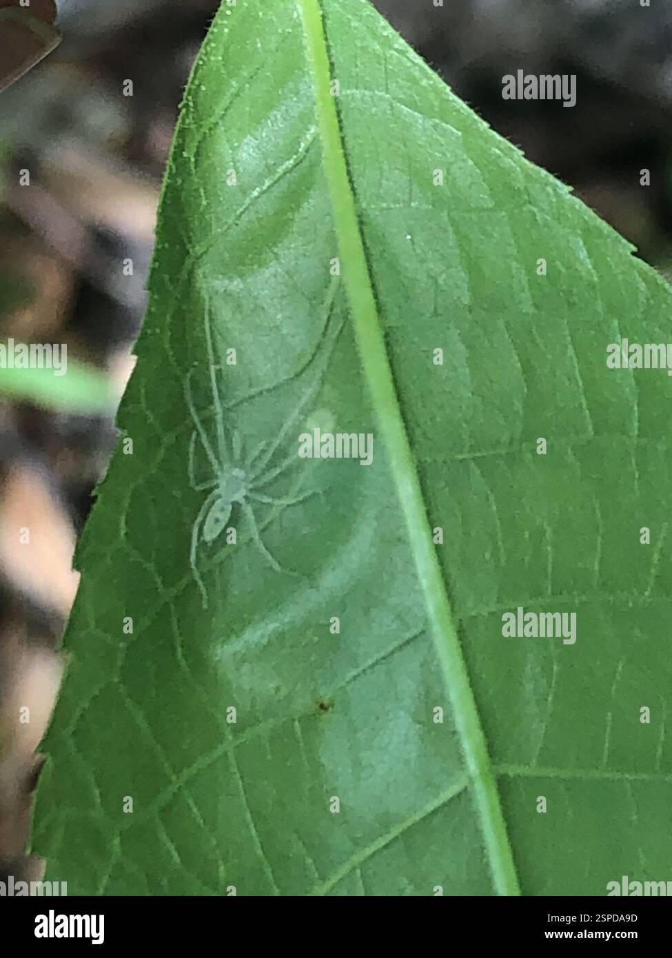 (Wulfila albens), Arachnida, Emory University, Decatur, GA, NOI Foto Stock