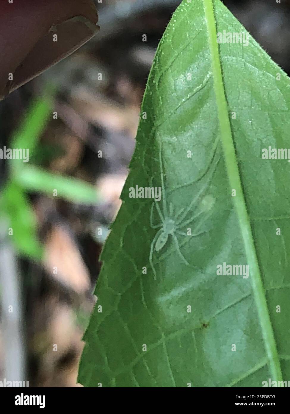 (Wulfila albens), Arachnida, Emory University, Decatur, GA, NOI Foto Stock