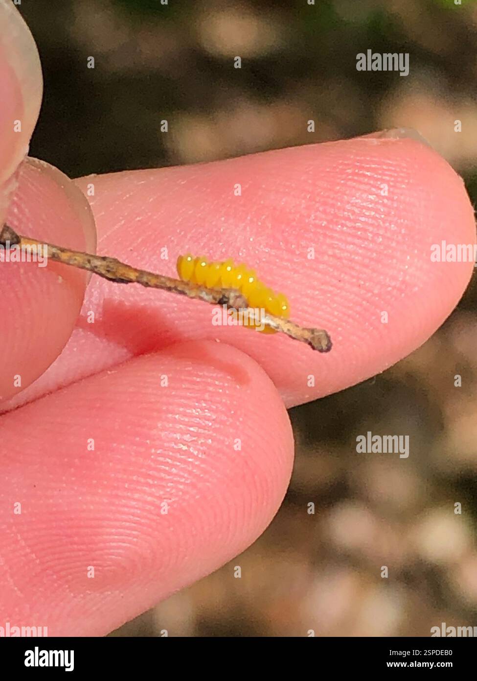 Insetti (Insecta), Insecta, Emory University, Decatur, GA, NOI Foto Stock