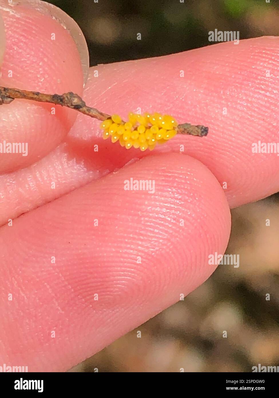 Insetti (Insecta), Insecta, Emory University, Decatur, GA, NOI Foto Stock