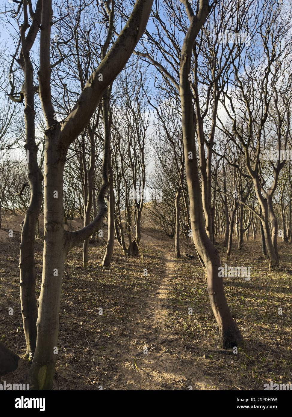 Foresta di conifere nella riserva naturale Formby Sand Dunes, vicino a Formby, Lancashire, Inghilterra Foto Stock
