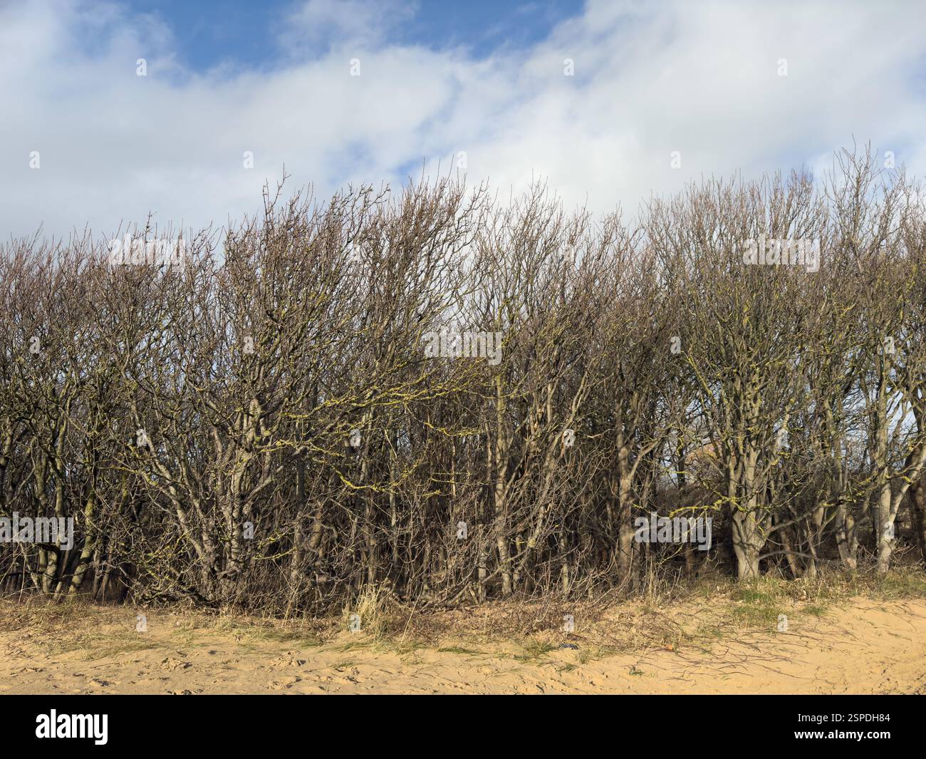 Foresta di conifere nella riserva naturale Formby Sand Dunes, vicino a Formby, Lancashire, Inghilterra Foto Stock