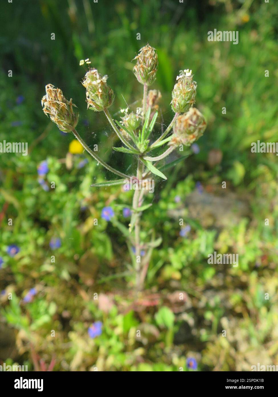 Piano Glandolare (Plantago afra), Plantae, Alcabideche, Portogallo Foto Stock
