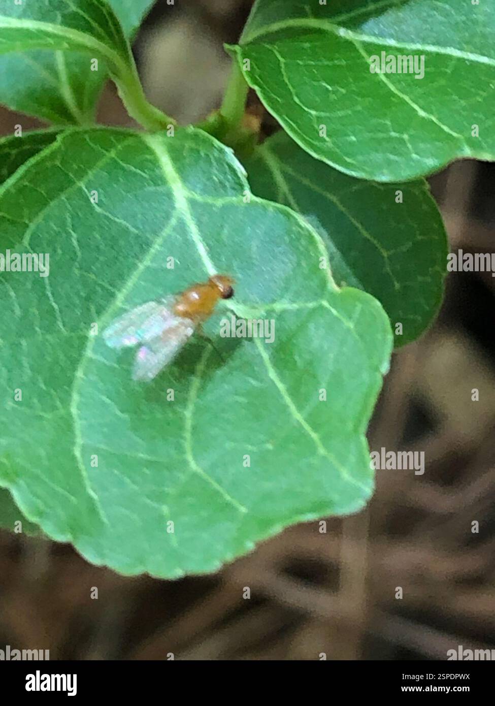 Lauxaniid Flies (Lauxaniidae), Insecta, Emory University, Decatur, GA, NOI Foto Stock