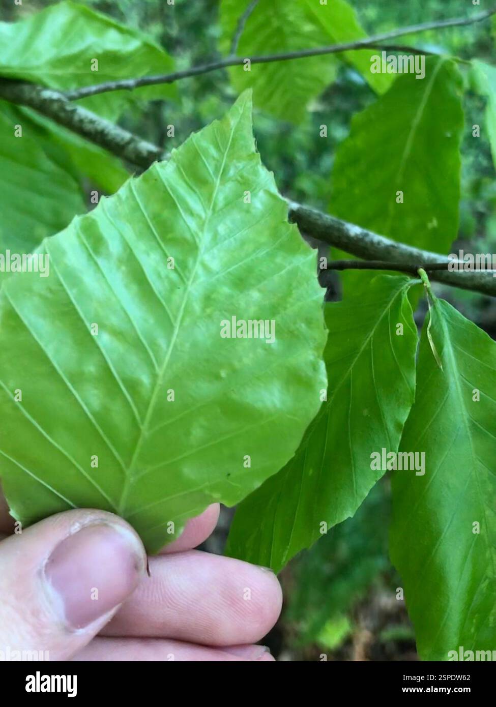 Life (Life), , Emory University, Decatur, GA, NOI Foto Stock