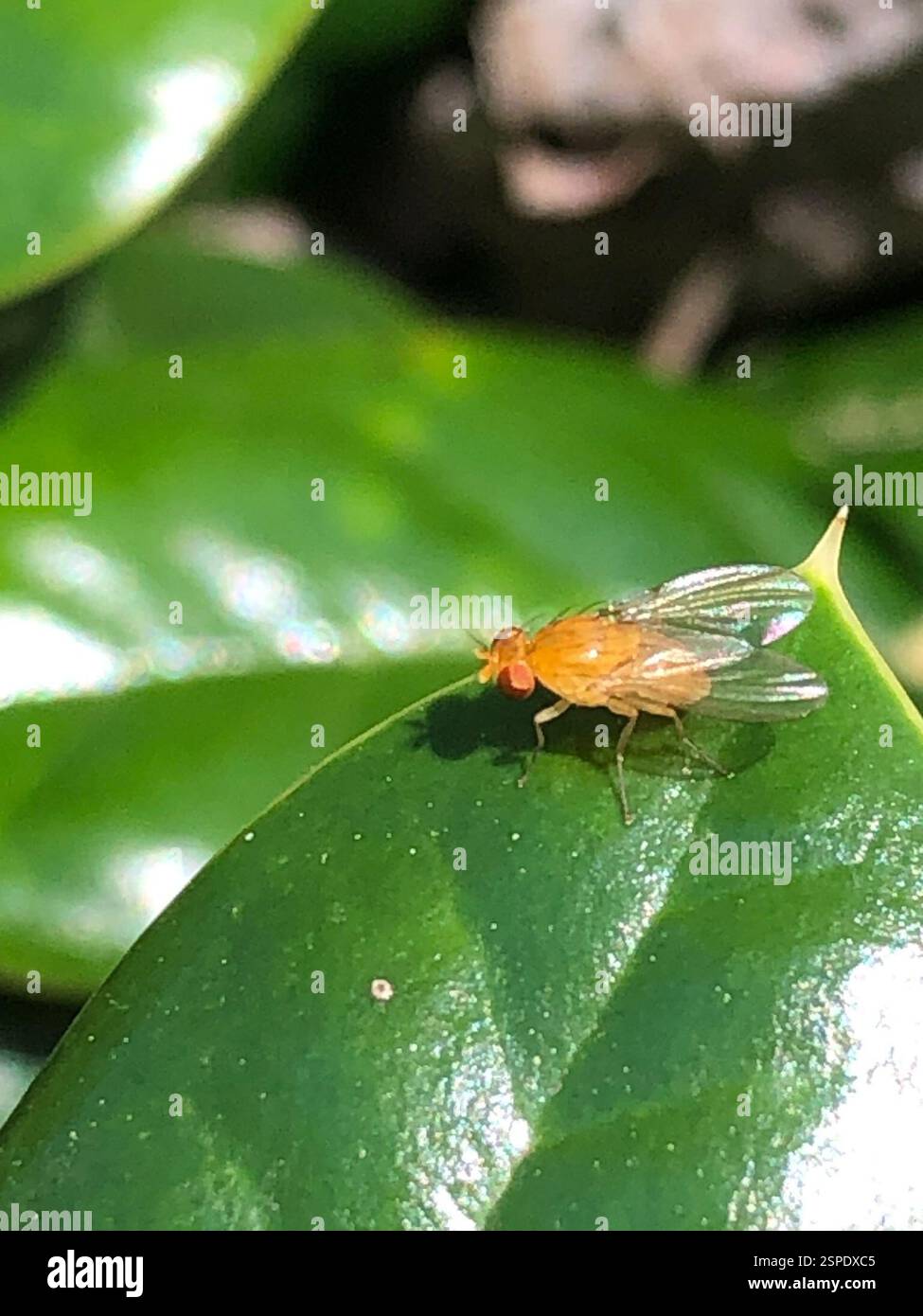 (Neogriphoneura), Insecta, Emory University, Decatur, GA, NOI Foto Stock