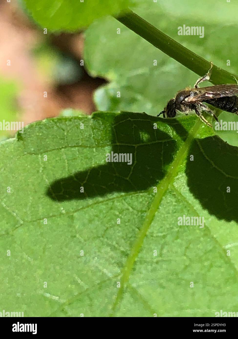 Api (Anthophila), Insecta, Emory University, Decatur, GA, NOI Foto Stock
