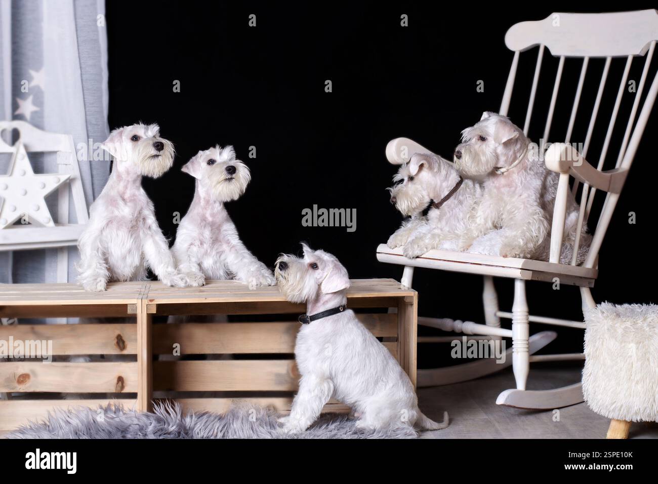 Simpatici cani schnauzer bianchi in miniatura in posa per un ritratto di famiglia in uno studio Foto Stock