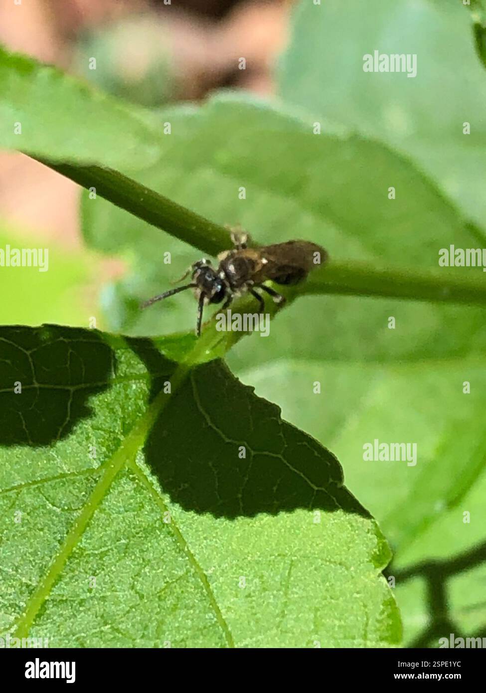 Api (Anthophila), Insecta, Emory University, Decatur, GA, NOI Foto Stock