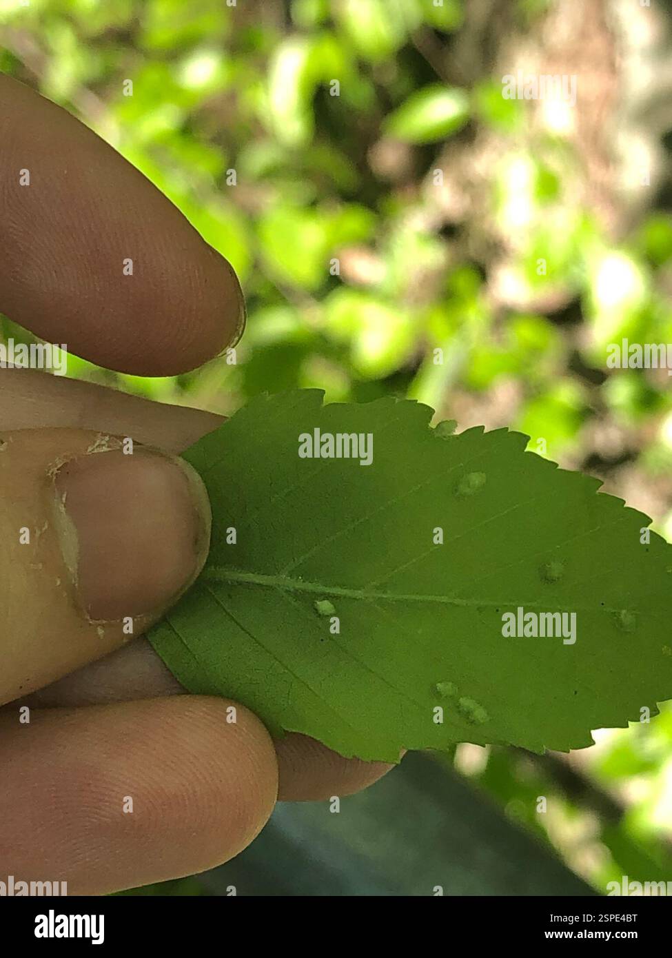 (Eriophyes leionotus), Arachnida, Emory University, Decatur, GA, NOI Foto Stock