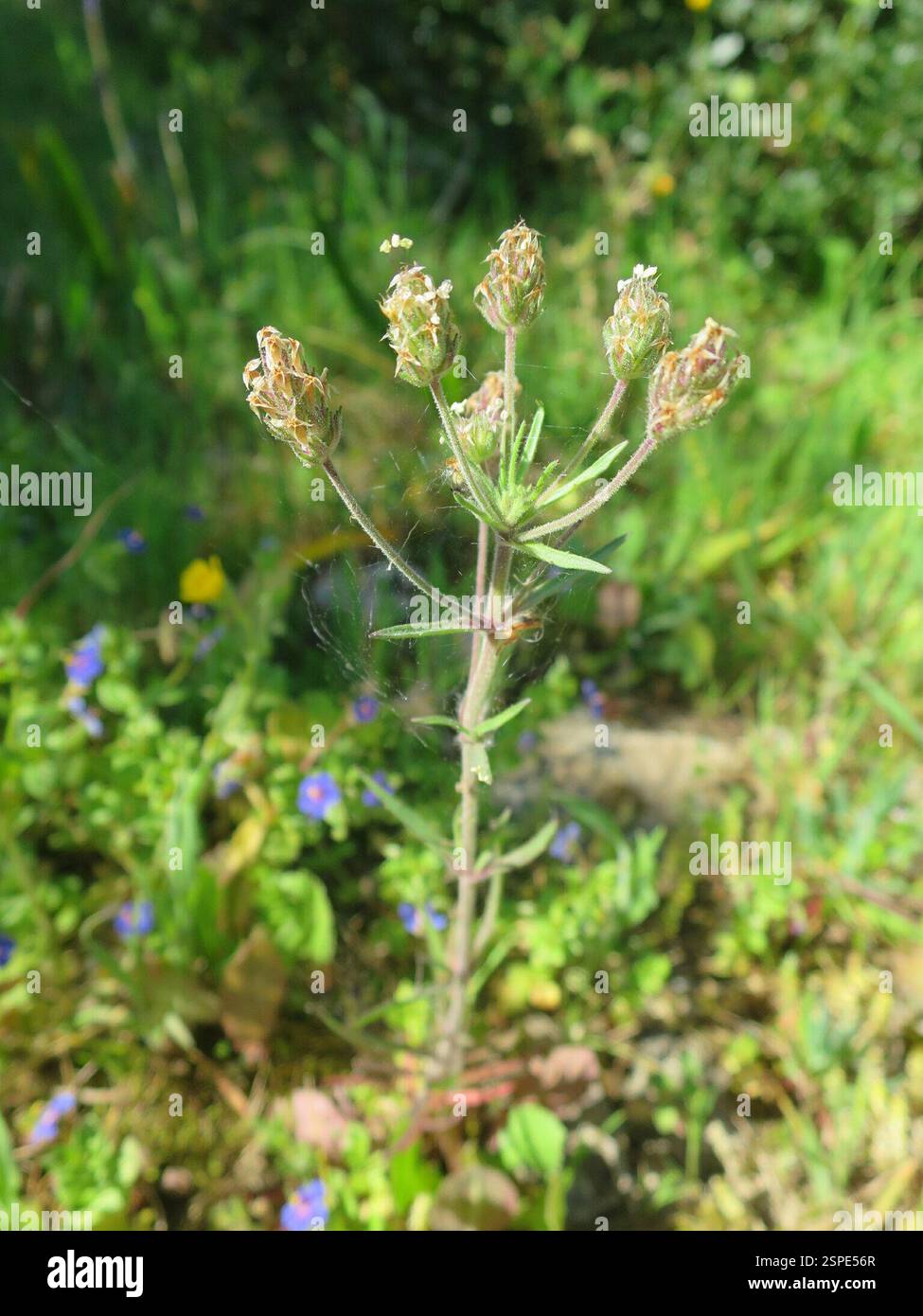 Piano Glandolare (Plantago afra), Plantae, Alcabideche, Portogallo Foto Stock