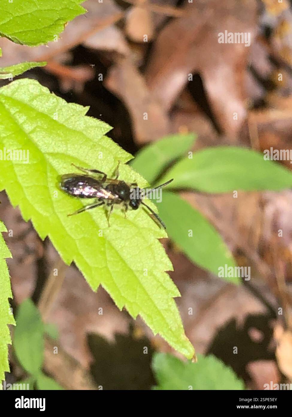 Api (Anthophila), Insecta, Emory University, Decatur, GA, NOI Foto Stock