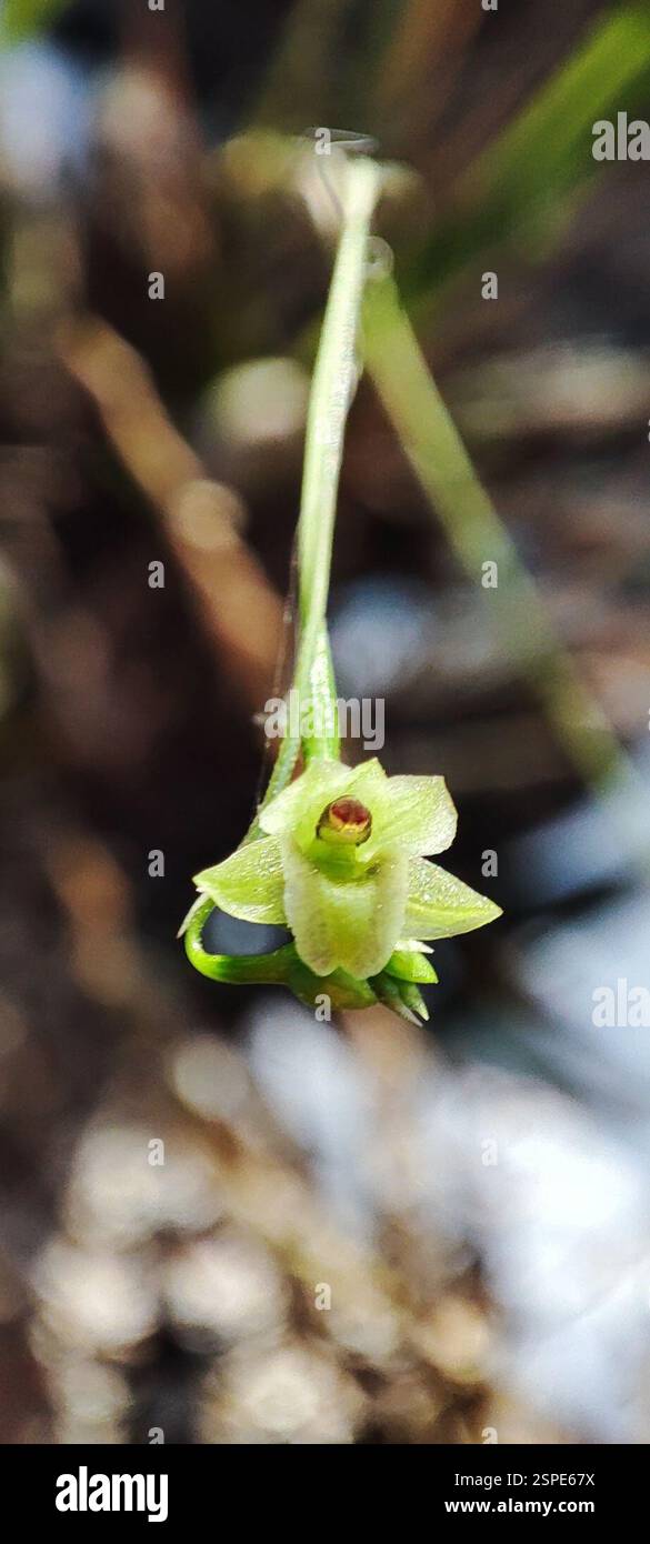 (Scaphyglottis tenuis), Plantae, Barrio de las Flores, 48400 El Tuito, JAL., Messico Foto Stock