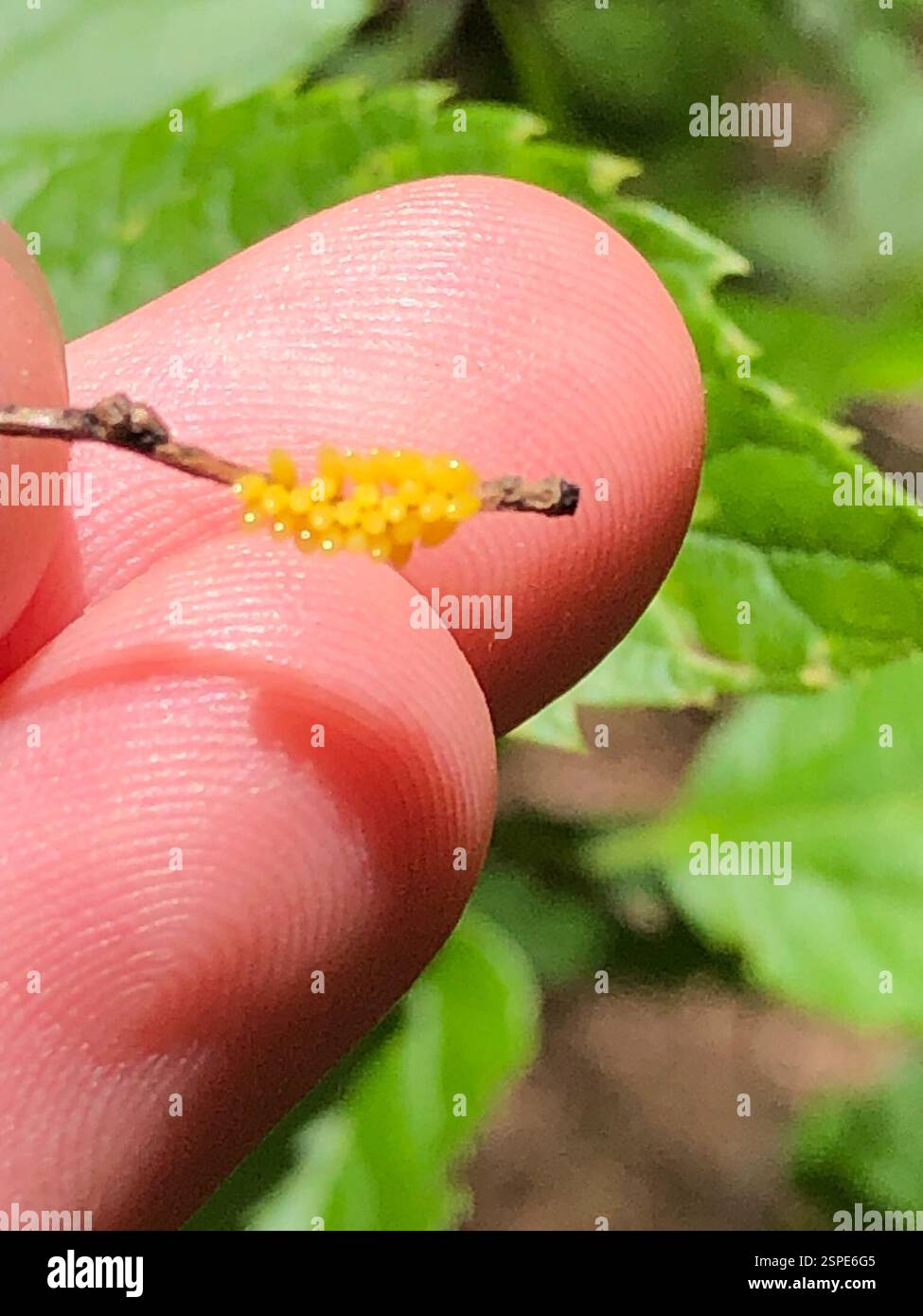 Insetti (Insecta), Insecta, Emory University, Decatur, GA, NOI Foto Stock