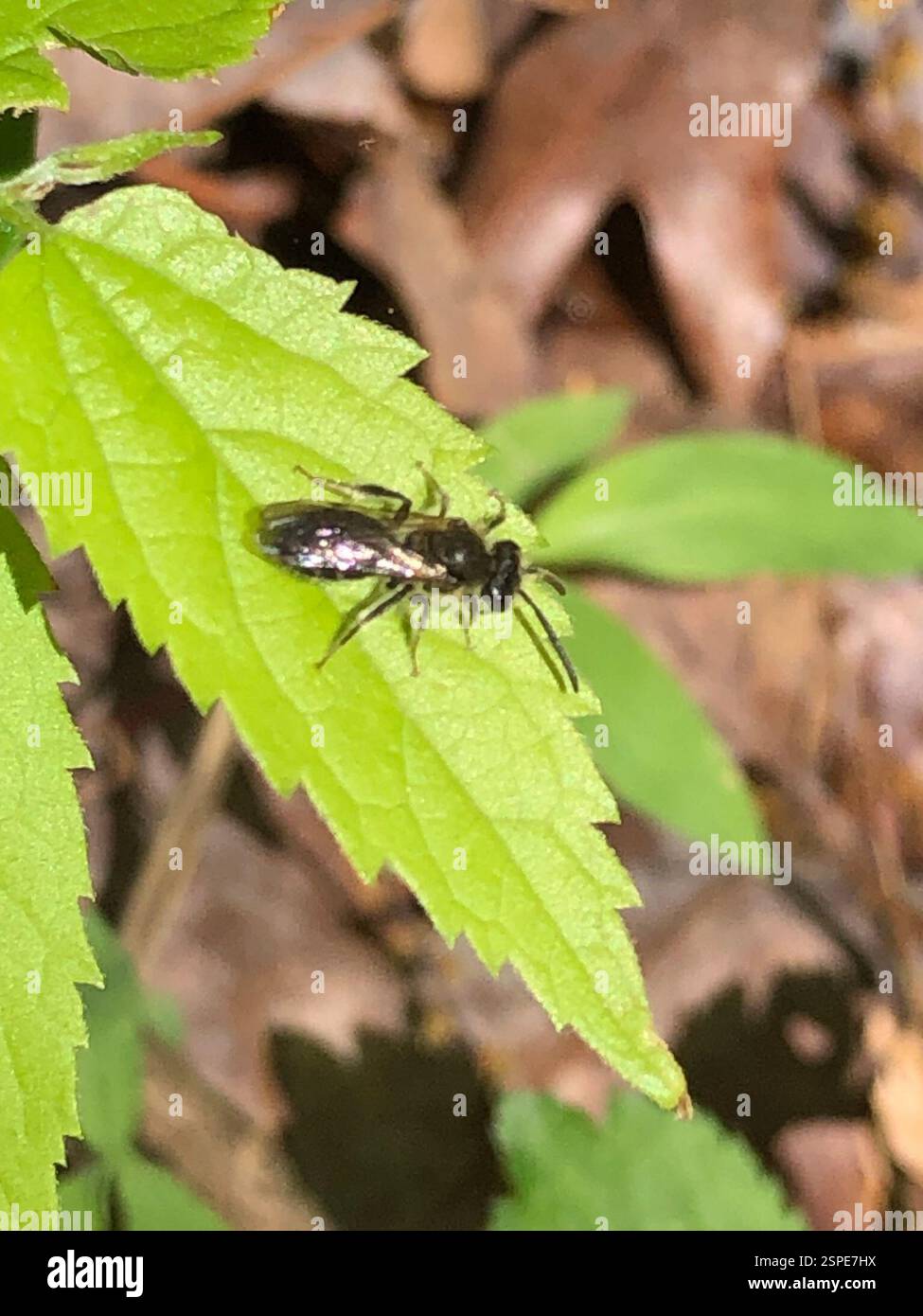 Api (Anthophila), Insecta, Emory University, Decatur, GA, NOI Foto Stock