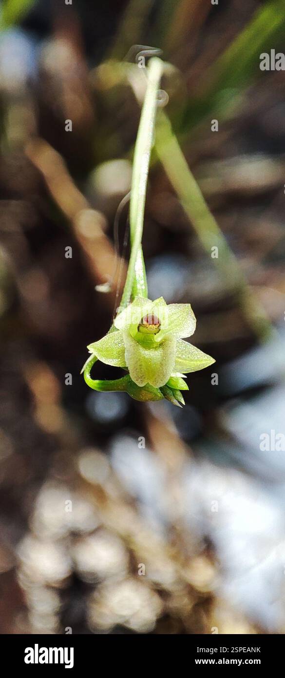 (Scaphyglottis tenuis), Plantae, Barrio de las Flores, 48400 El Tuito, JAL., Messico Foto Stock