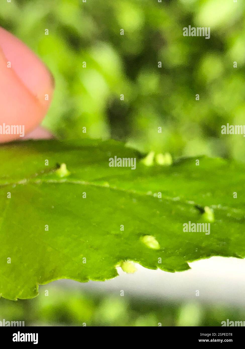 (Eriophyes leionotus), Arachnida, Emory University, Decatur, GA, NOI Foto Stock