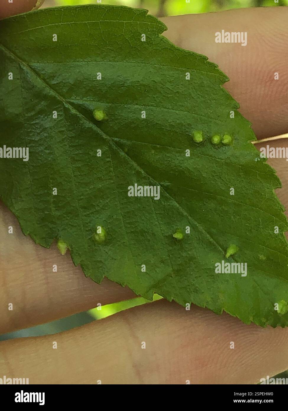 (Eriophyes leionotus), Arachnida, Emory University, Decatur, GA, NOI Foto Stock