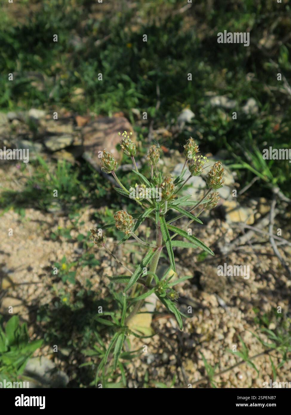 Piano Glandolare (Plantago afra), Plantae, Alcabideche, Portogallo Foto Stock