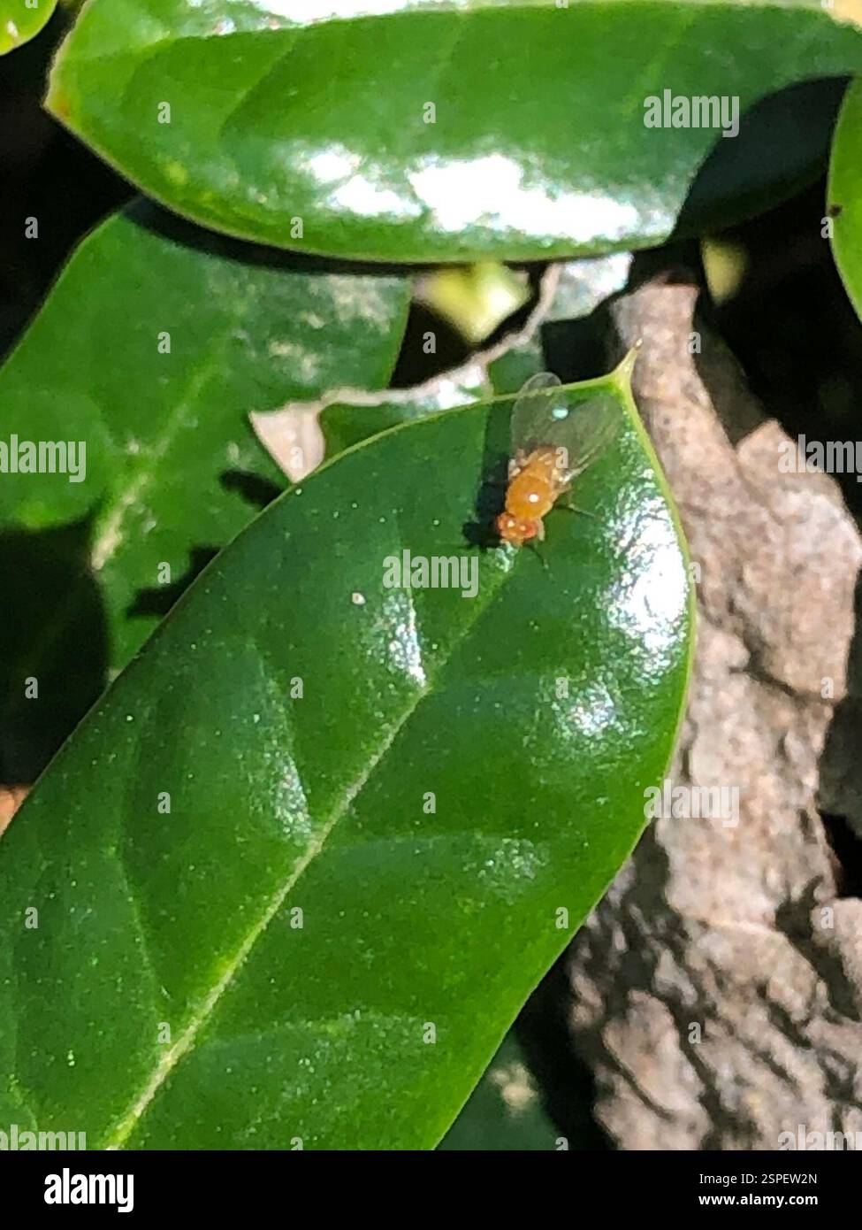 (Neogriphoneura), Insecta, Emory University, Decatur, GA, NOI Foto Stock