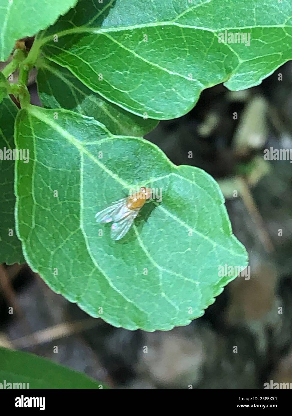 Lauxaniid Flies (Lauxaniidae), Insecta, Emory University, Decatur, GA, NOI Foto Stock