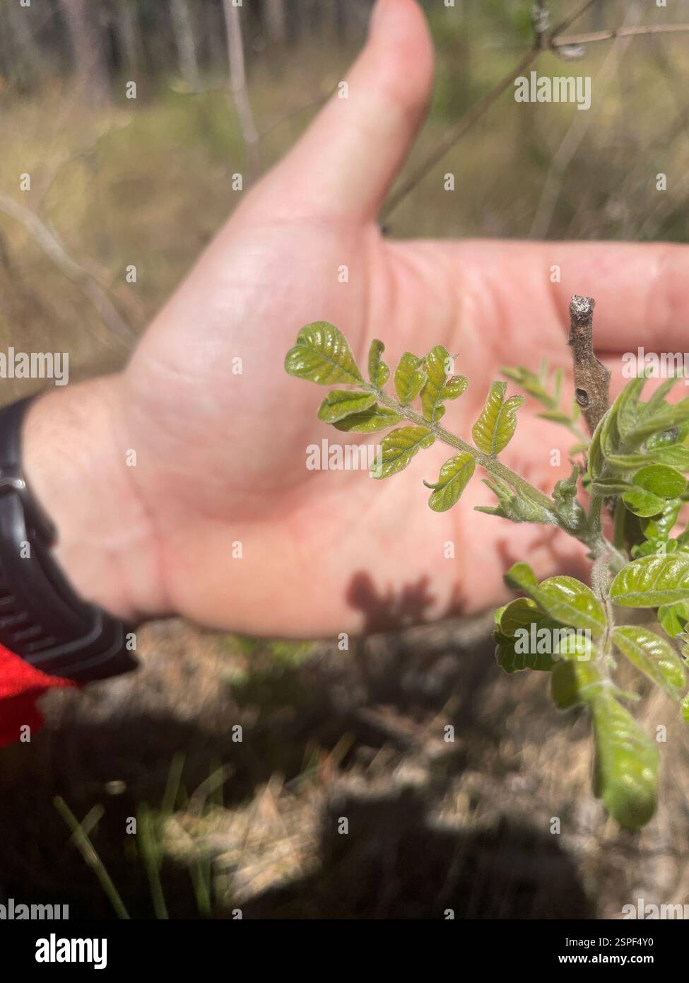shining sumac (Rhus copallinum), Plantae, Fort Bragg Rd, Southern Pines, NC, US Foto Stock
