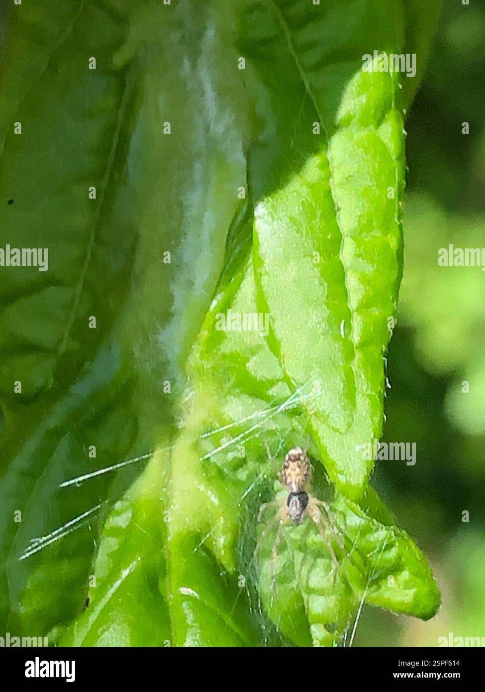 Meshweavers (Dictynidae), Arachnida, Emory University, Decatur, GA, NOI Foto Stock