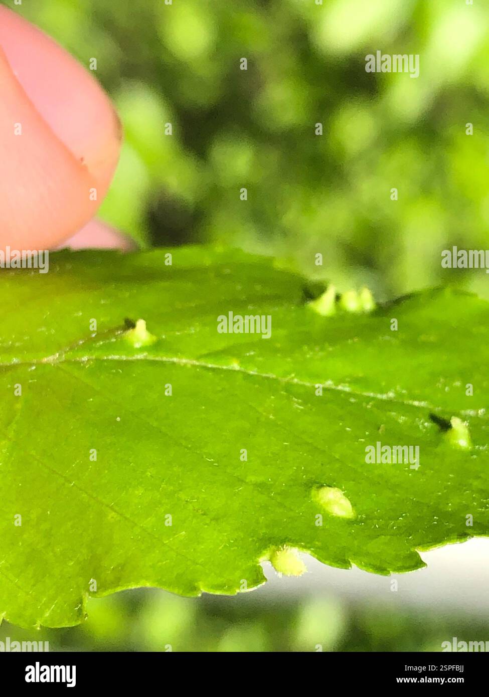 (Eriophyes leionotus), Arachnida, Emory University, Decatur, GA, NOI Foto Stock
