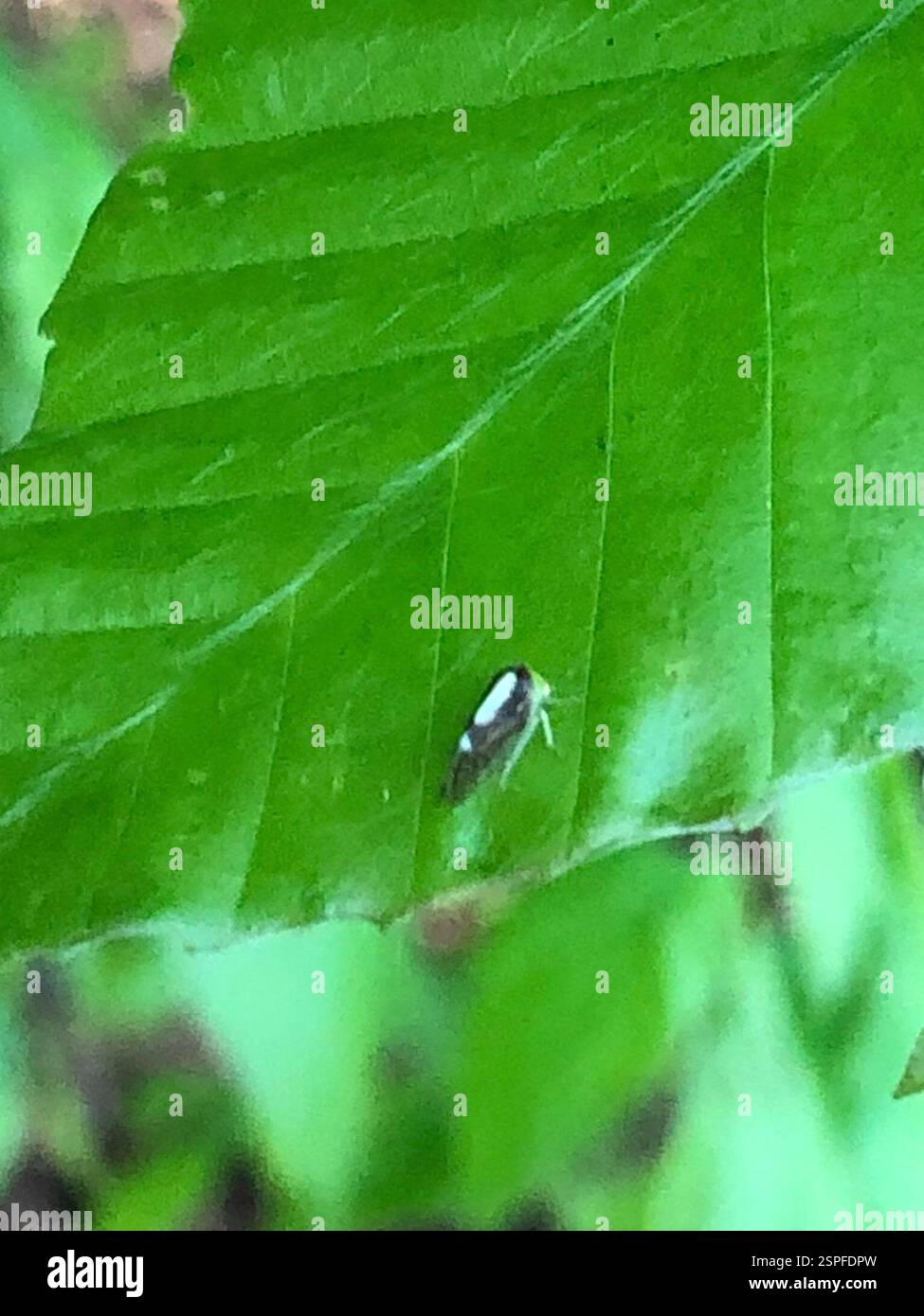 (Atymna querci), Insecta, Emory University, Decatur, GA, NOI Foto Stock