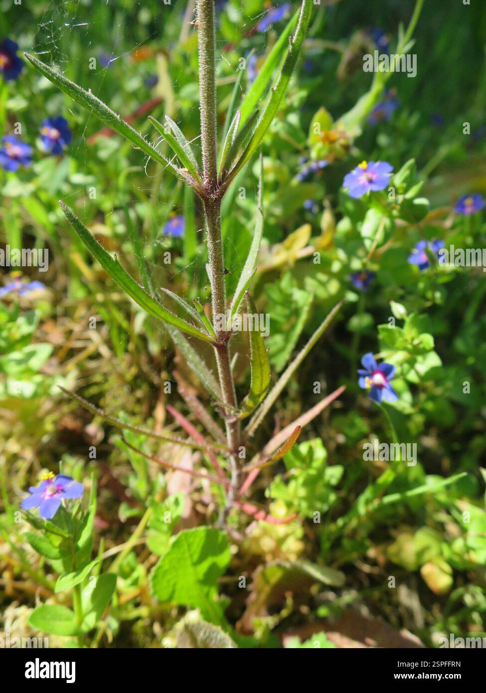 Piano Glandolare (Plantago afra), Plantae, Alcabideche, Portogallo Foto Stock