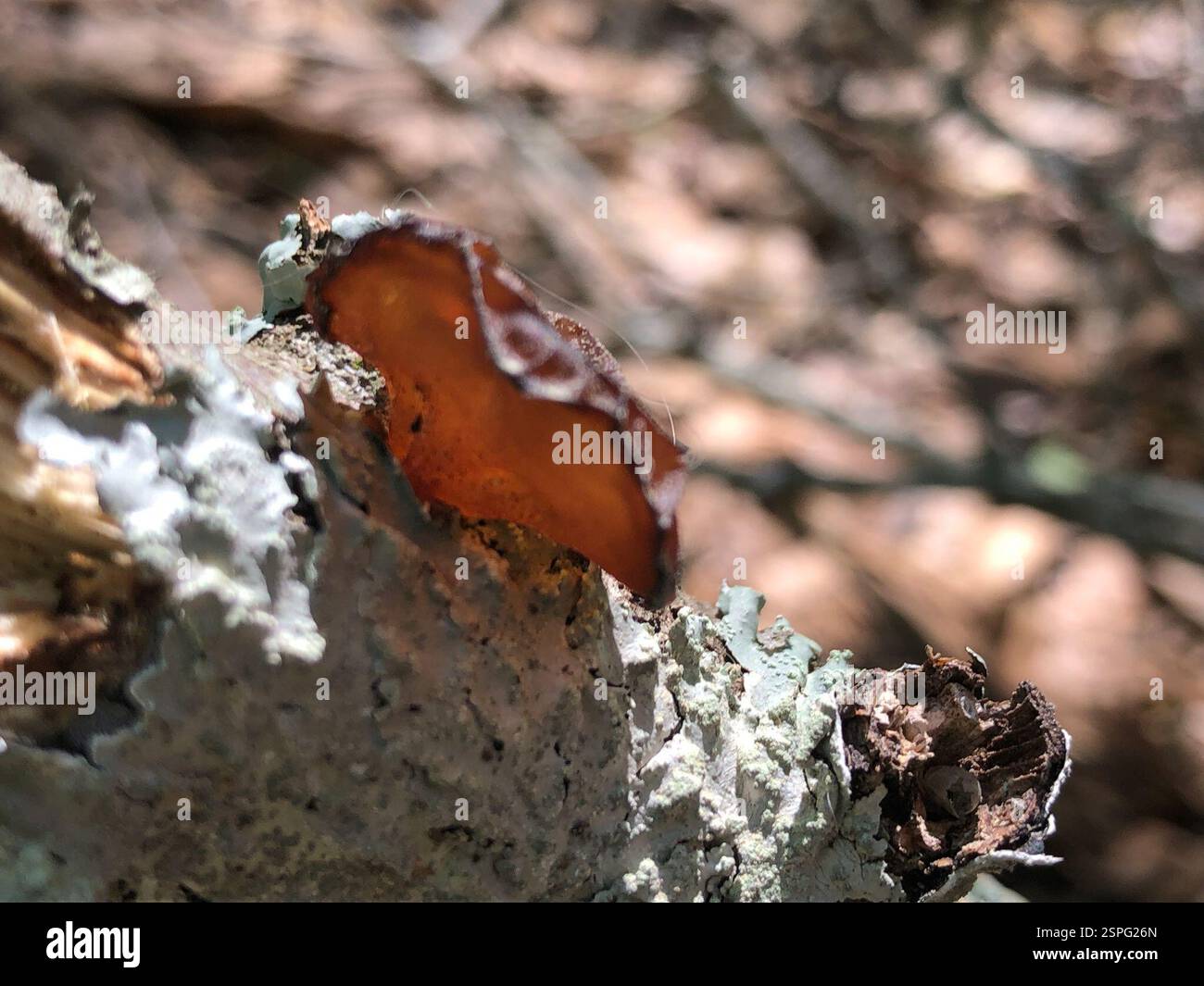 (Exidia recisa), funghi, Emory University, Decatur, GA, NOI Foto Stock