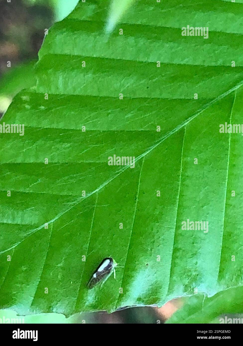 (Atymna querci), Insecta, Emory University, Decatur, GA, NOI Foto Stock