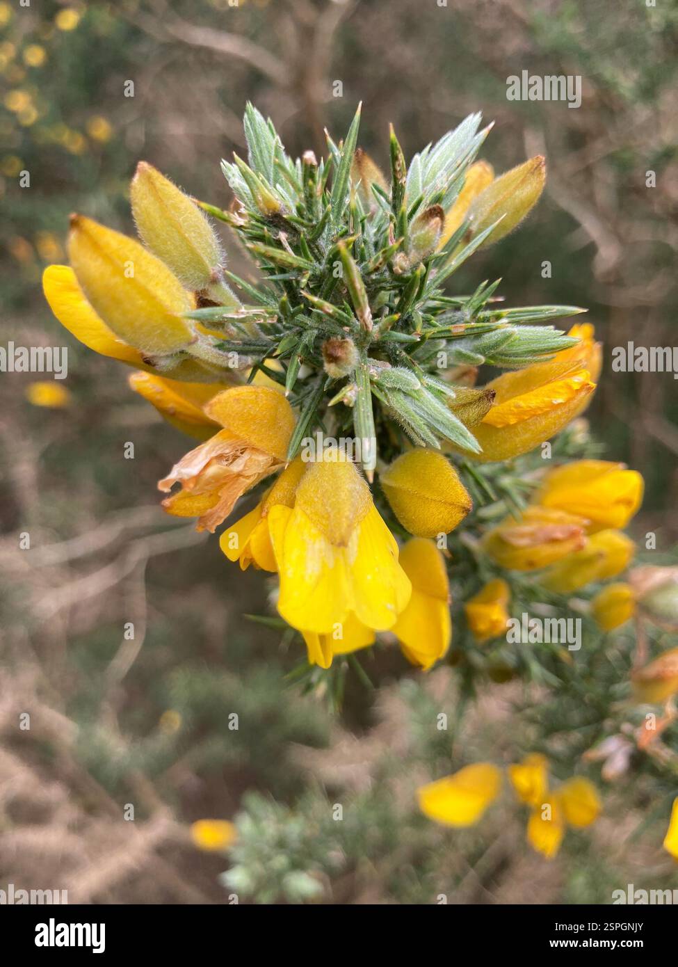 Gorse (Ulex europaeus), Plantae, Compton Acres, Poole, Inghilterra, GB Foto Stock